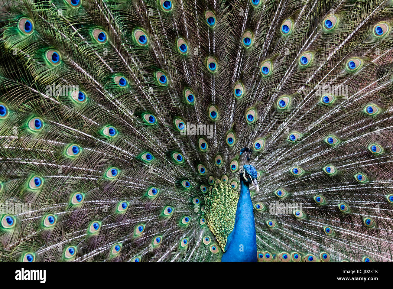 Peacock with open tail Stock Photo - Alamy