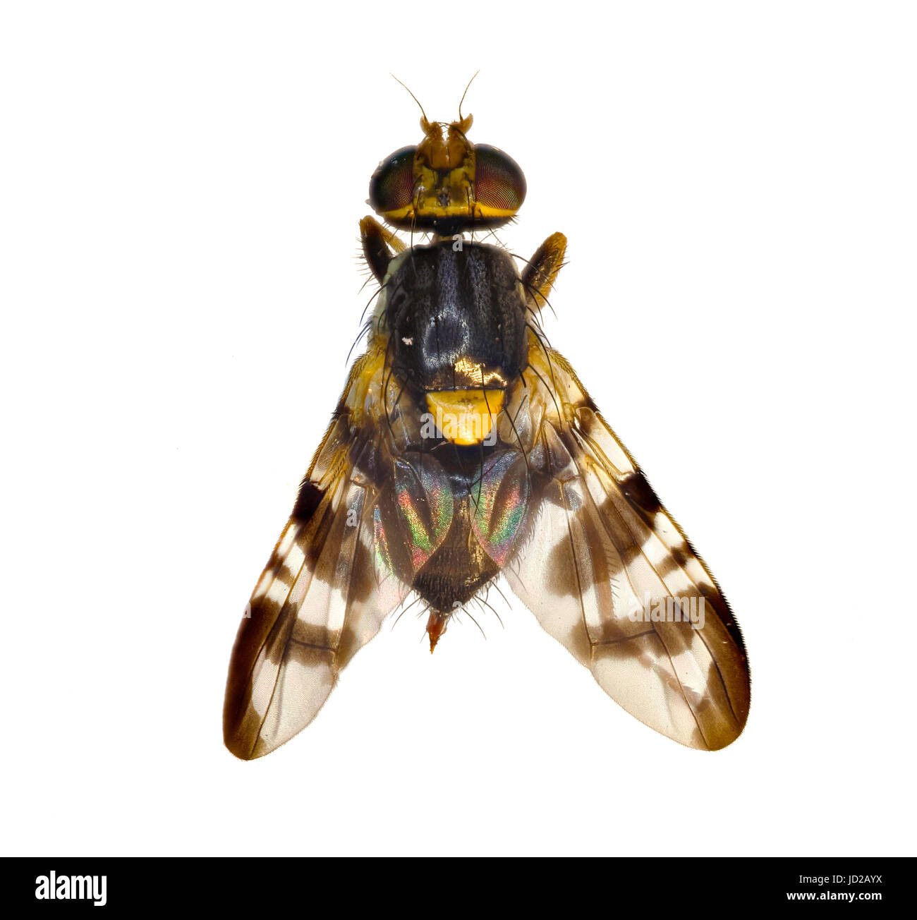 European Cherry Fruit Fly on white Background Rhagoletis cerasi