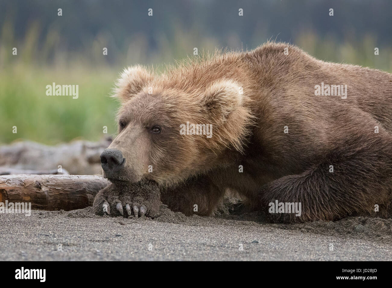 Brown Bears of Alaska with cubs Stock Photo