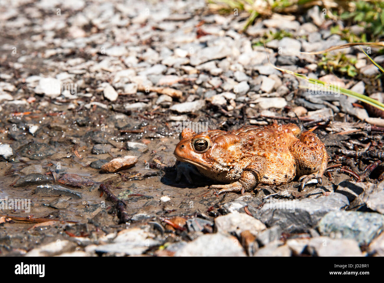 American Toad on trail to Western Brook Pond, Gros Morne National Park, Newfoundland, Canada Stock Photo