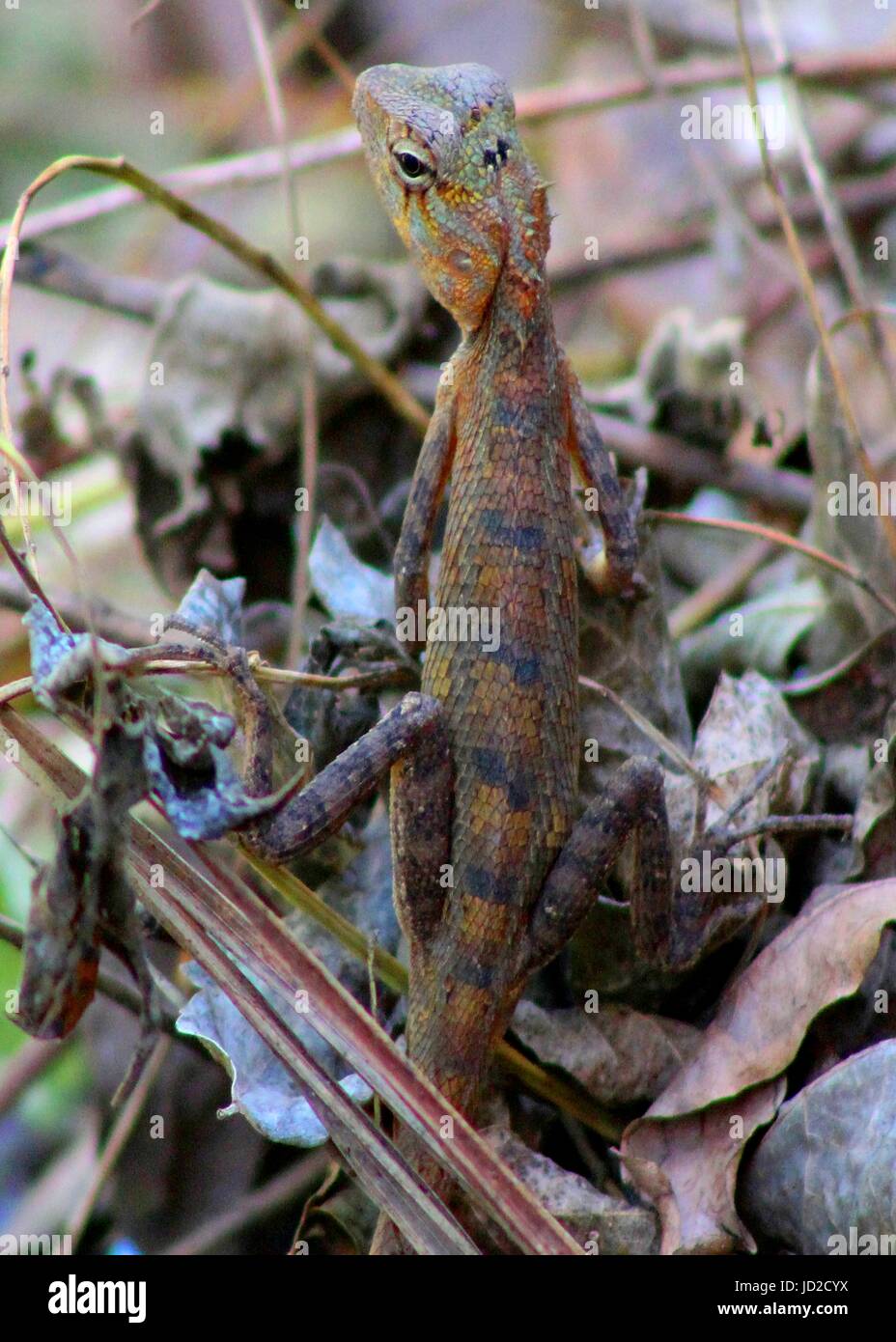 Garden lizard / tree lizard in Sri Lanka Stock Photo