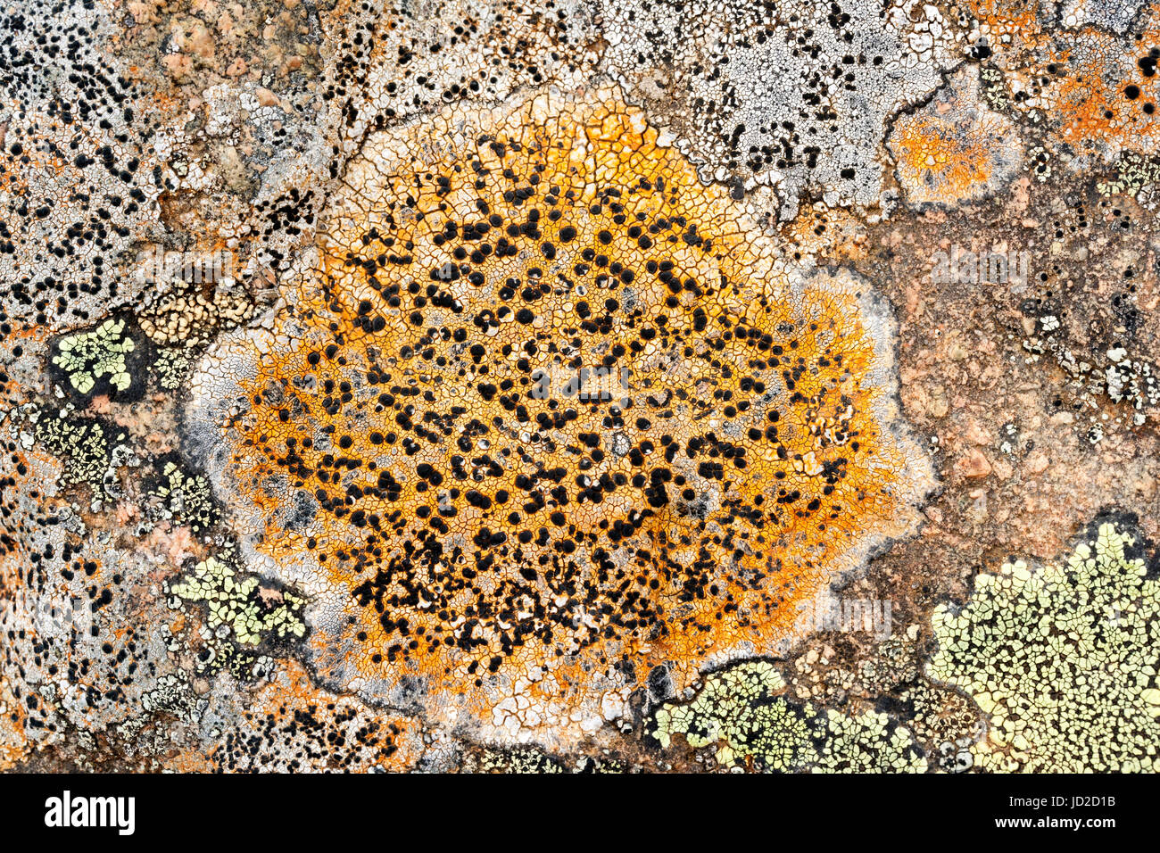 Colorful lichen on rocks - Tablelands, Gros Morne National Park, near Woody Point, Newfoundland, Canada Stock Photo