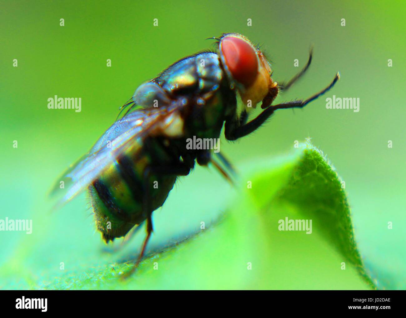 macro - close up view of a common green bottle fly with red color compound eyes Stock Photo