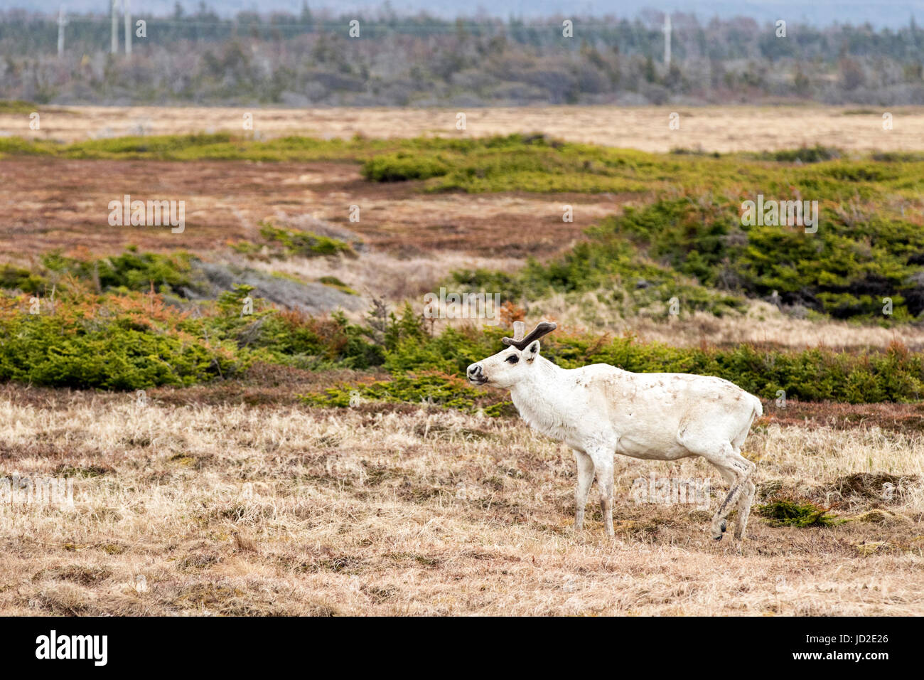 Caribou - Gros Morne National Park, Newfoundland, Canada Stock Photo