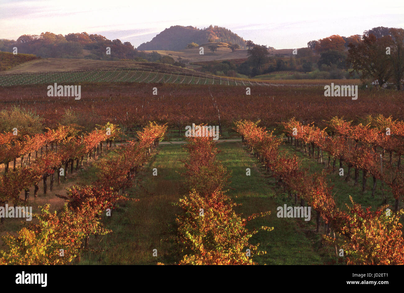 Fetzer Valley Oaks Ranch organic vineyards in autumn colour at sunset Hopland, Mendocino County California USA Stock Photo