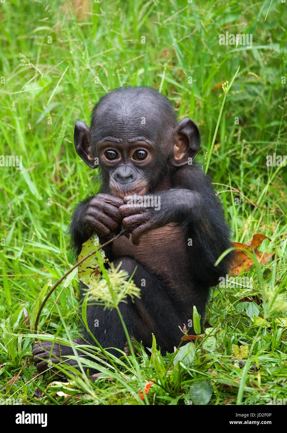A baby bonobo is eating something.. Democratic Republic of Congo. Lola Ya BONOBO National Park. Stock Photo
