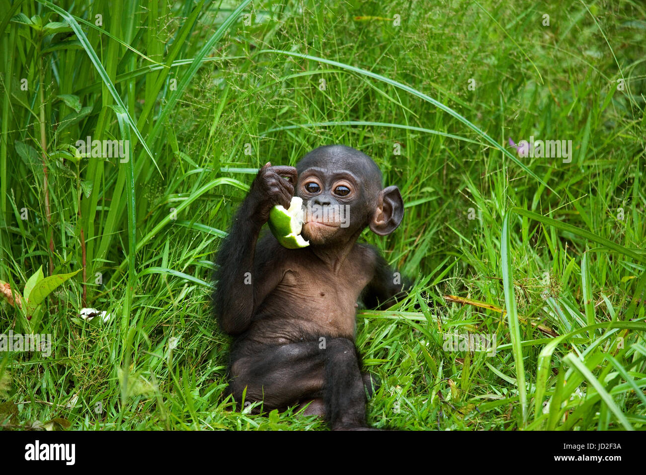 A baby bonobo is eating something.. Democratic Republic of Congo. Lola Ya BONOBO National Park. Stock Photo