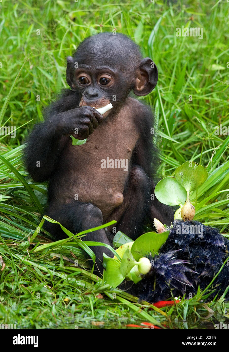A baby bonobo is eating something.. Democratic Republic of Congo. Lola Ya BONOBO National Park. Stock Photo