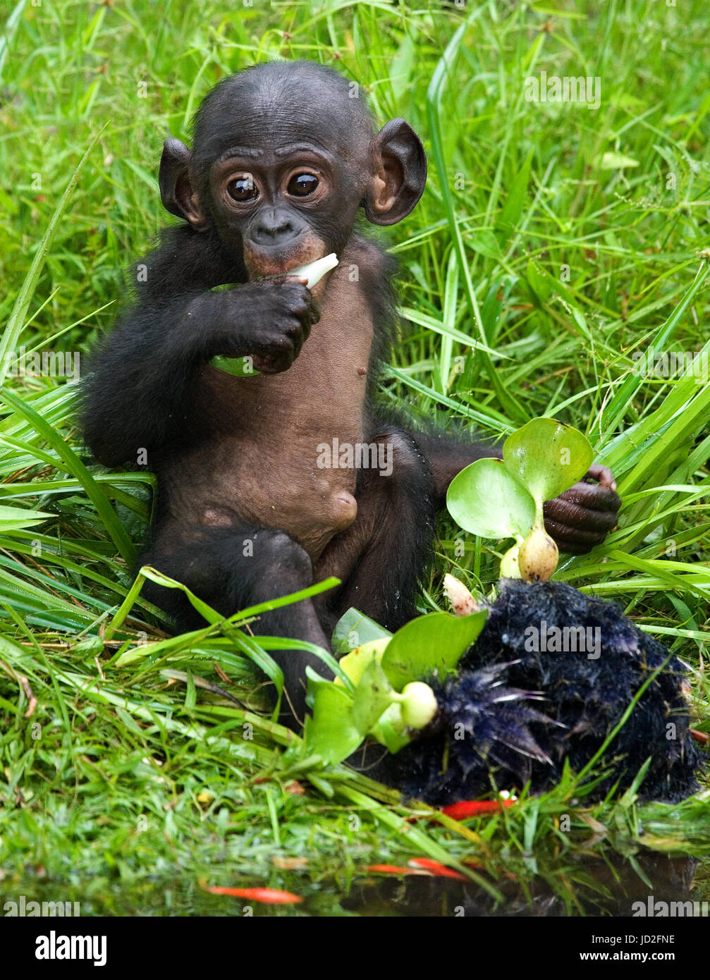 A baby bonobo is eating something.. Democratic Republic of Congo. Lola Ya BONOBO National Park. Stock Photo