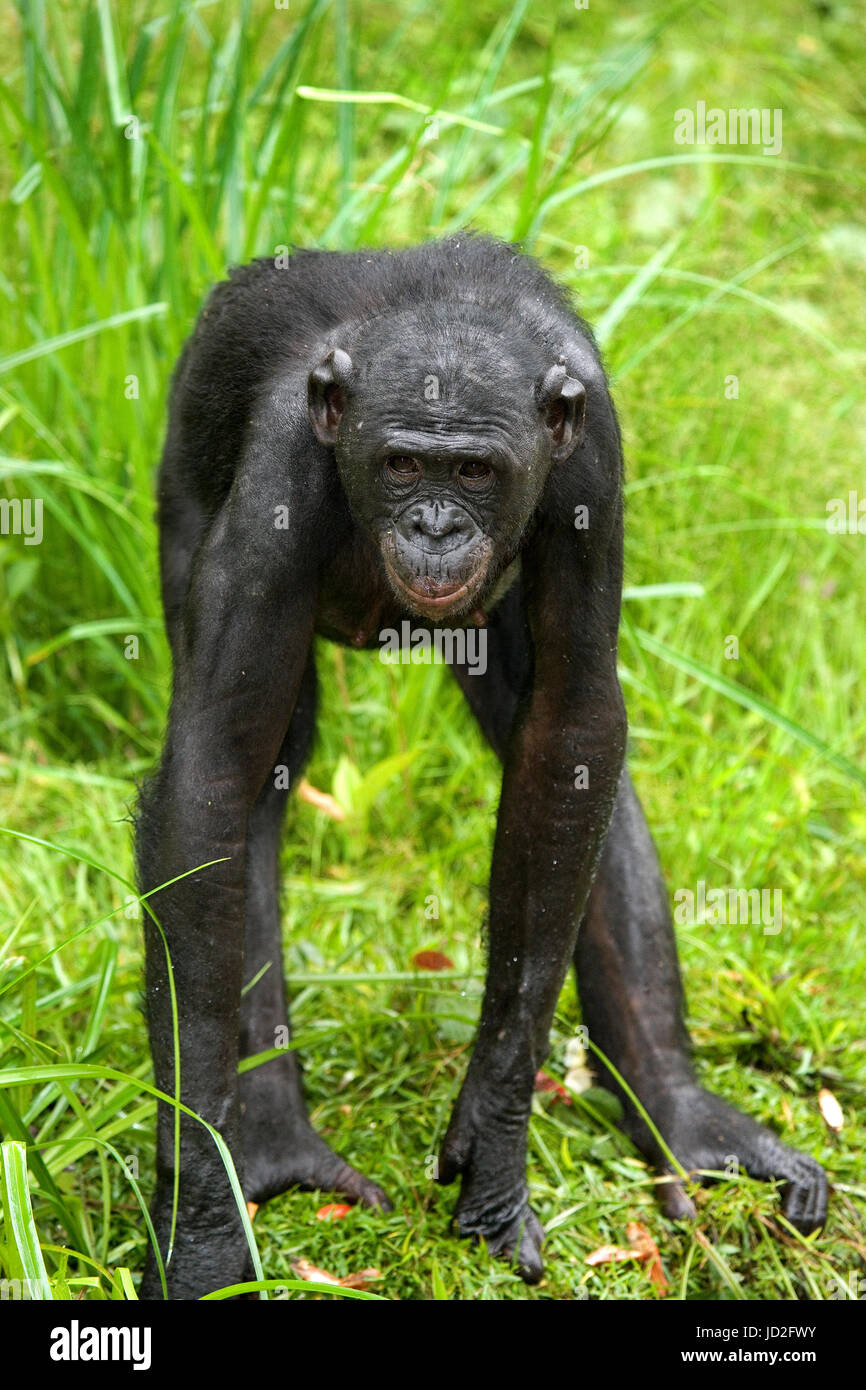 Bonobo is near the lake. Democratic Republic of Congo. Lola Ya BONOBO National Park. Stock Photo