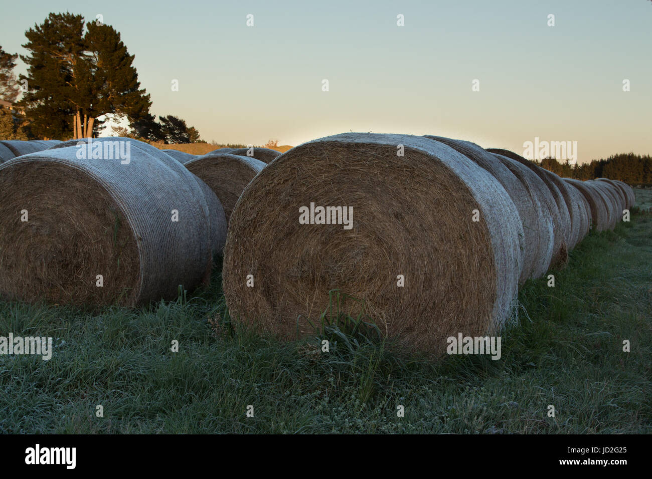 Hay Night Rows Rows of rolled hay with a morning fost on them Stock Photo - Alamy