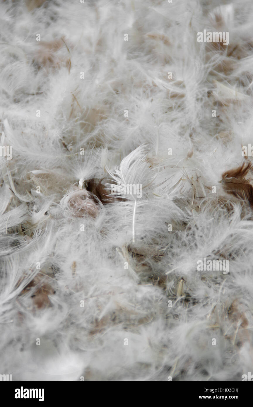 The pile of fluffy feathers. The plumage in close-up view. Stock Photo