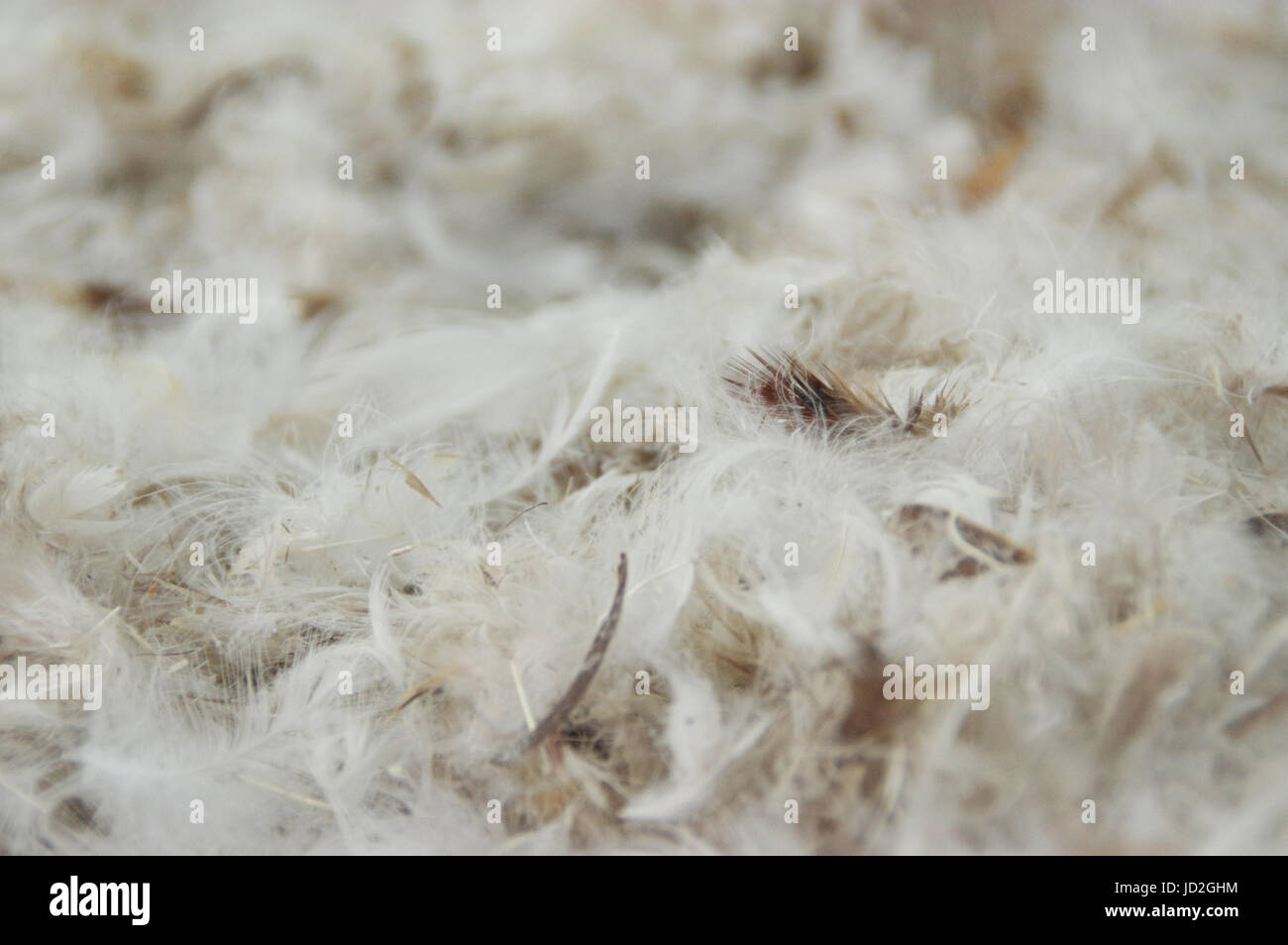 The pile of fluffy feathers. The plumage in close-up view. Stock Photo