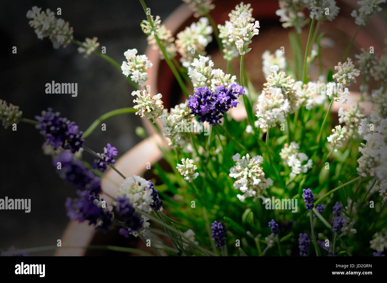 Pots of lavender pot of lavender hires stock photography and images