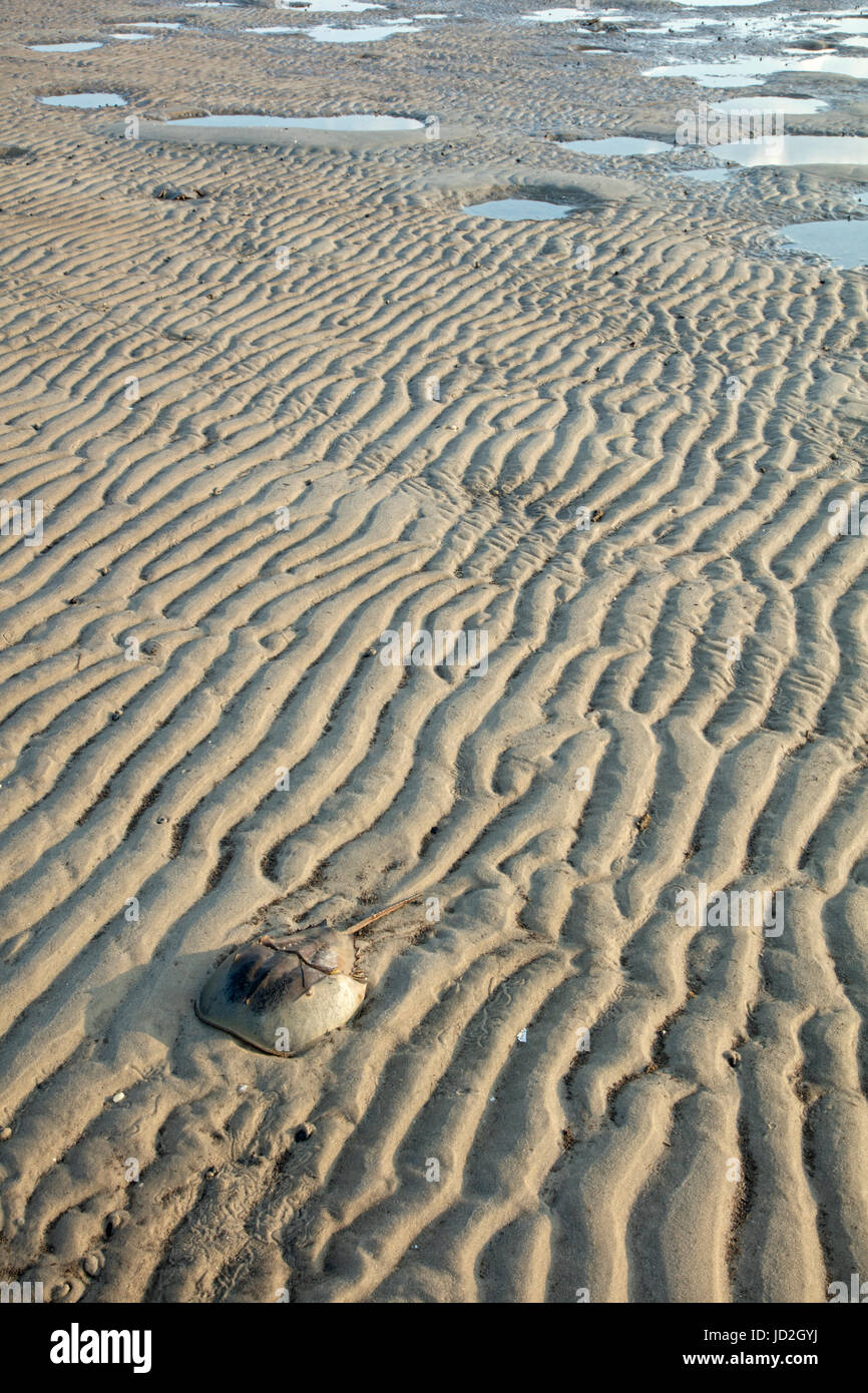 Atlantic horseshoe crab (Limulus polyphemus) and , the crabs are coming ashore to breed at high tide and this individual is stranded on a sand bar amo Stock Photo