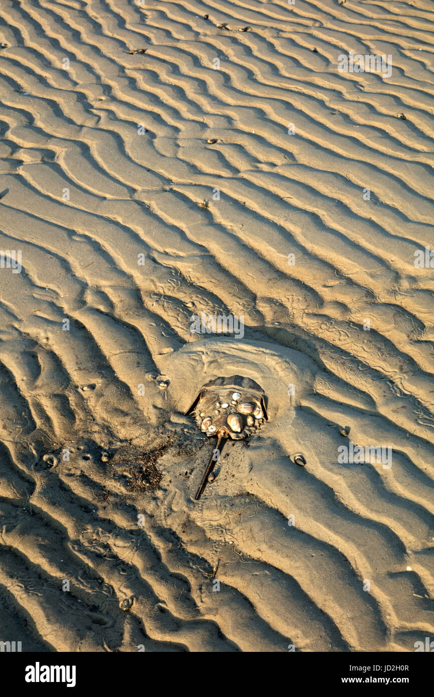 Atlantic horseshoe crab (Limulus polyphemus) and , the crabs are coming ashore to breed at high tide and this individual is stranded on a sand bar amo Stock Photo