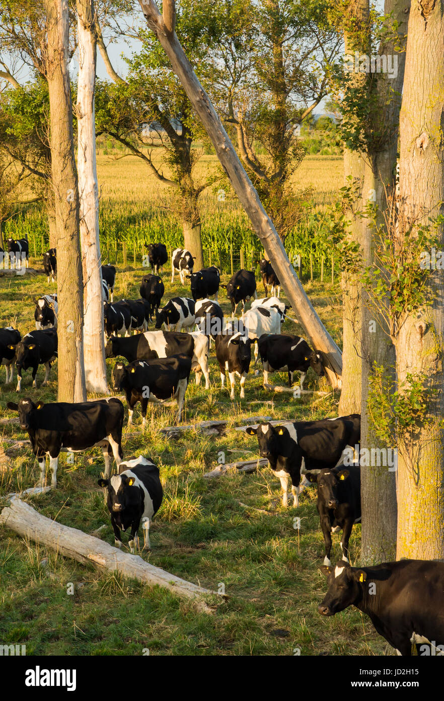 Using Trees With Cows Herd of cows under some old trees Stock Photo - Alamy