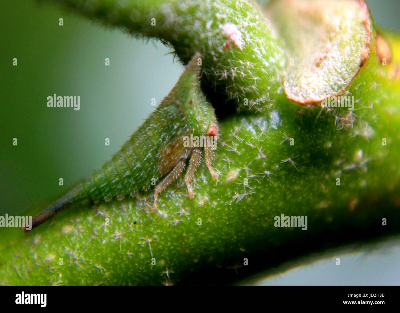 close-up, macro view of an insect - on a green leaf a in a garden in Sri Lanka, insect camouflage Stock Photo