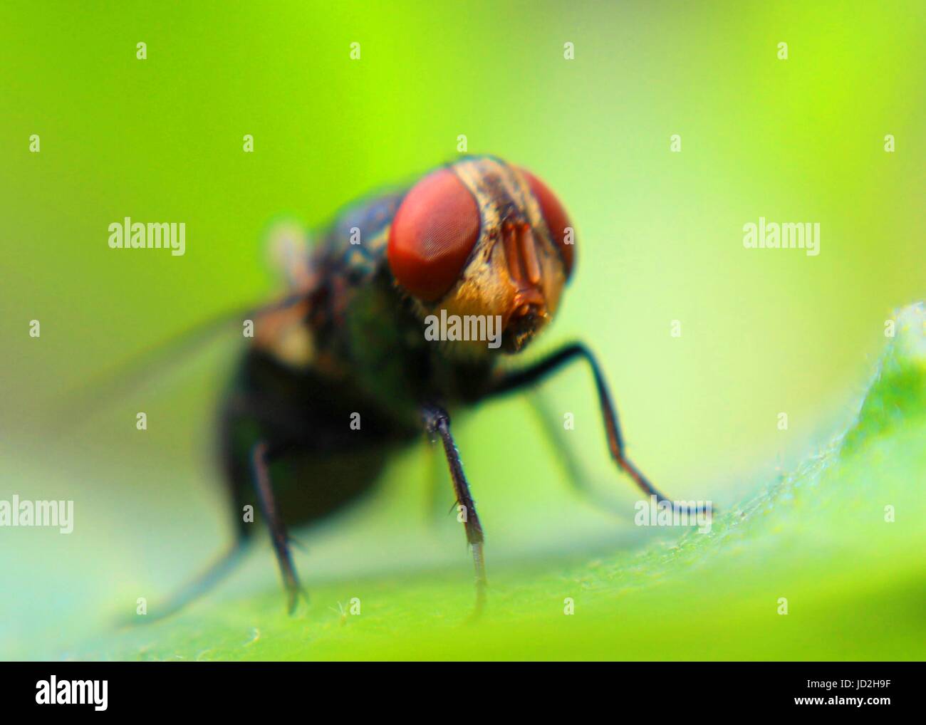 macro - close up view of a common green bottle fly with red color compound eyes Stock Photo