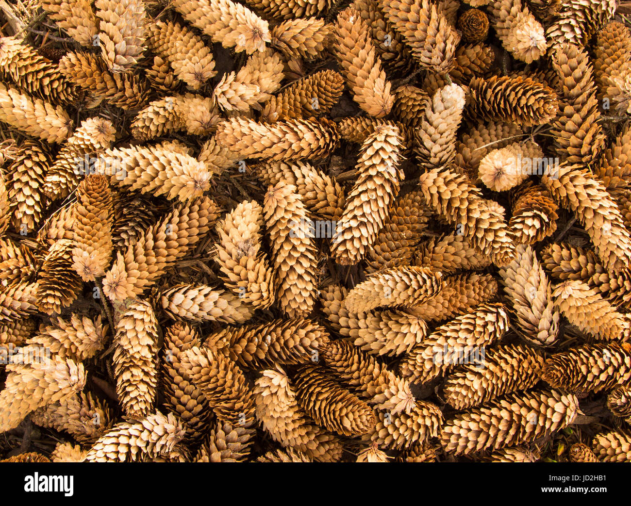 Cones of the Sitka spruce are sometimes sold in the potpourri trade as “white spruce cones.” Stock Photo