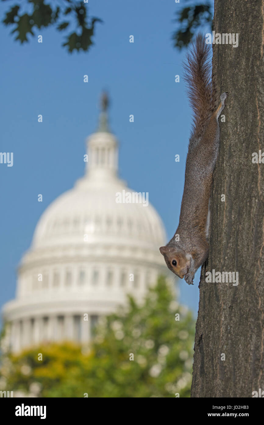 Eastern grey squirrel, (Sciurus carolinensis), with US capitol building in background, Washington D.C. Stock Photo