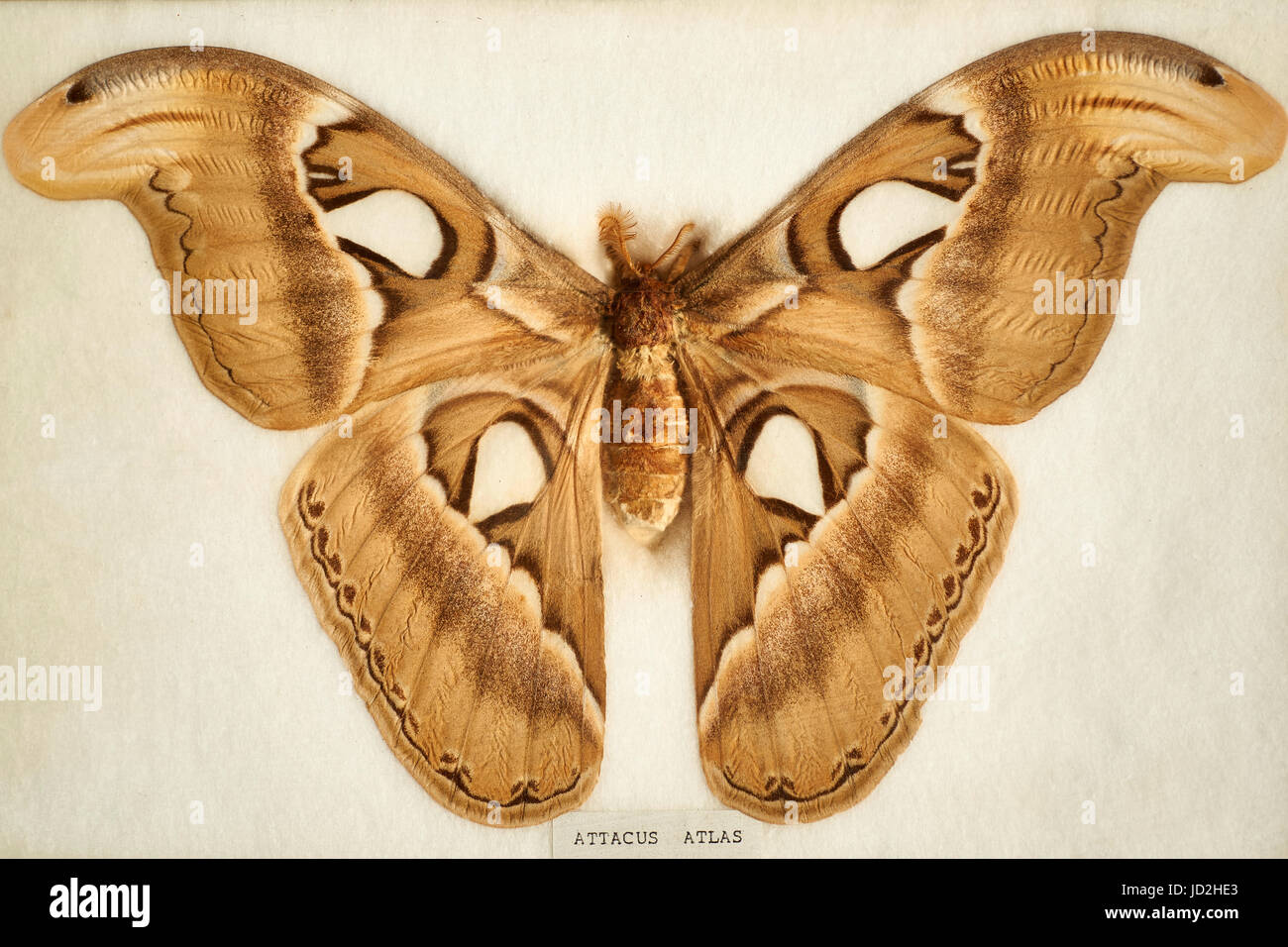 Attacus Atlas - old prepared museum specimen of one of largest moths in the world, from Southeast Asia Stock Photo