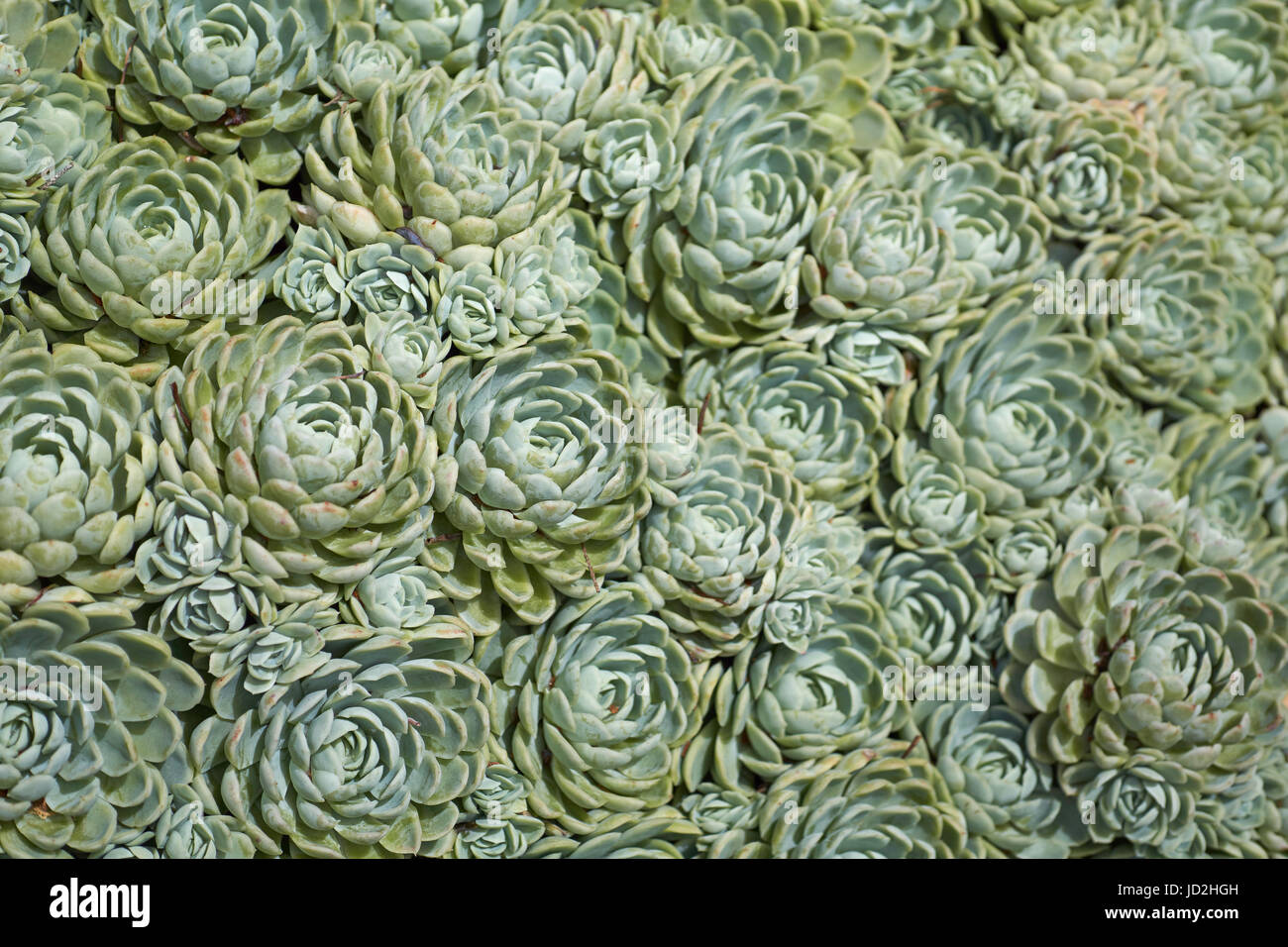 Dense ground cover of Echeveria elegans succulent plants - also Mexican Snowball or White Mexican Rose Stock Photo