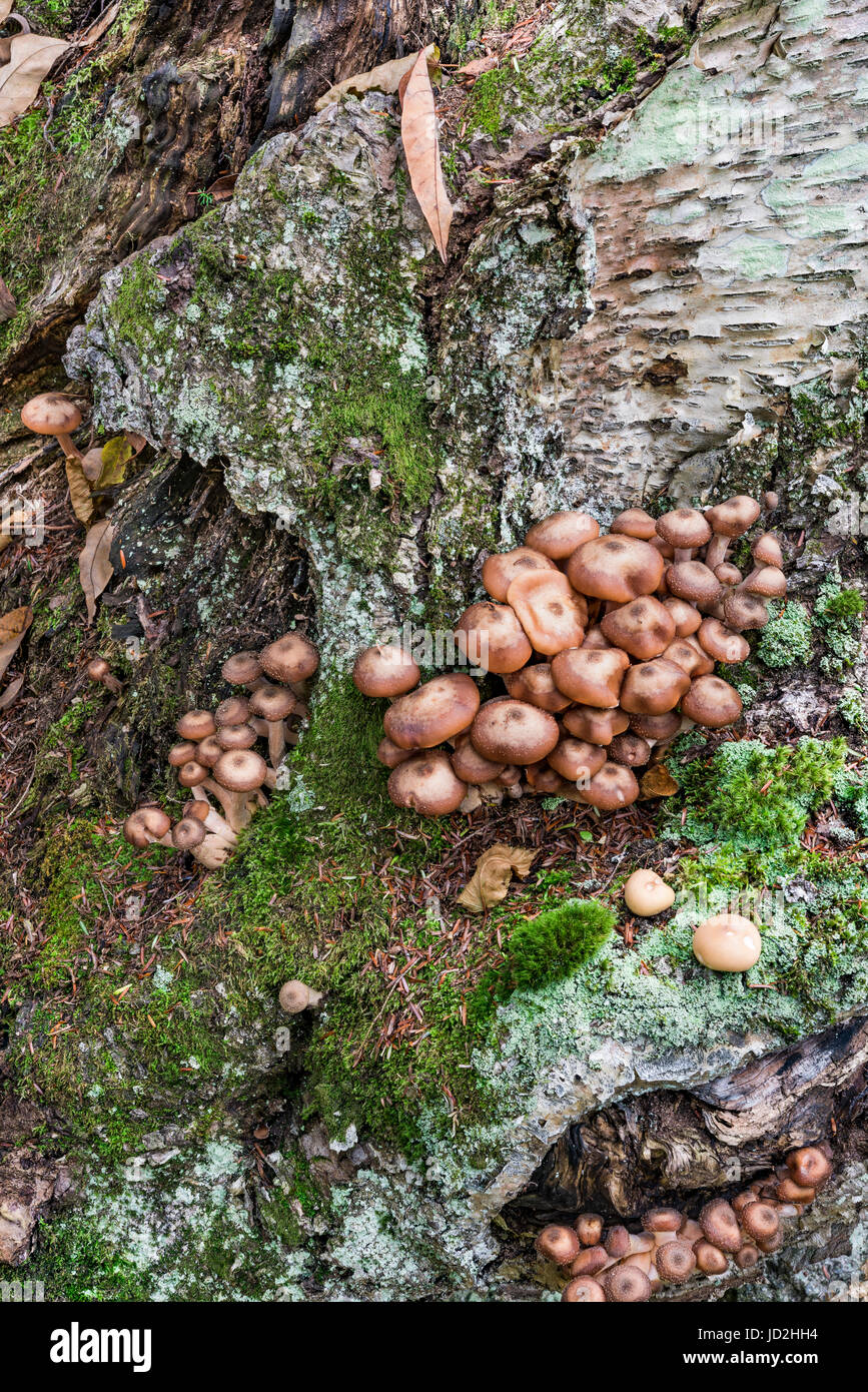 Mushrooms and moss on paper birch tree bark, Essex Co., NY Stock Photo