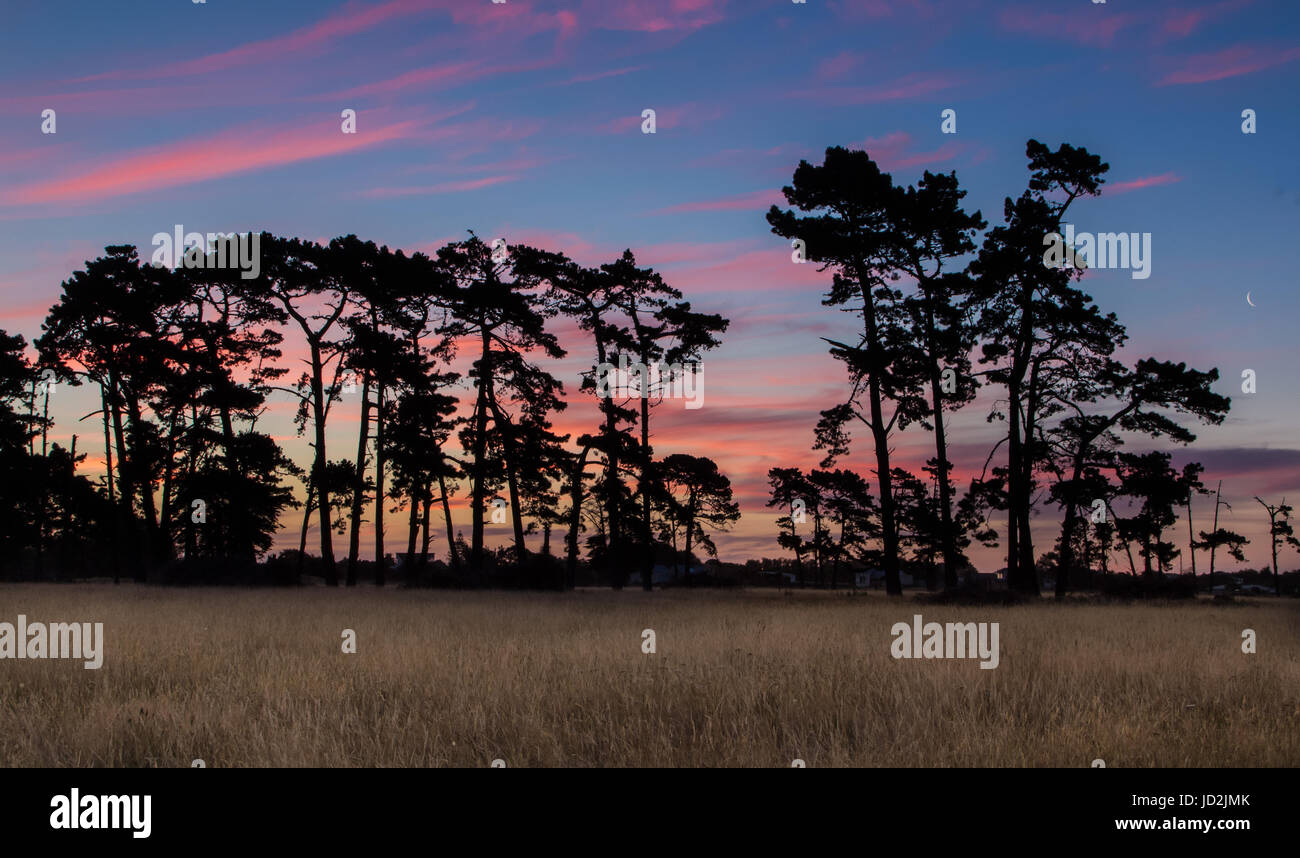 Old dry pine trees hi-res stock photography and images - Alamy