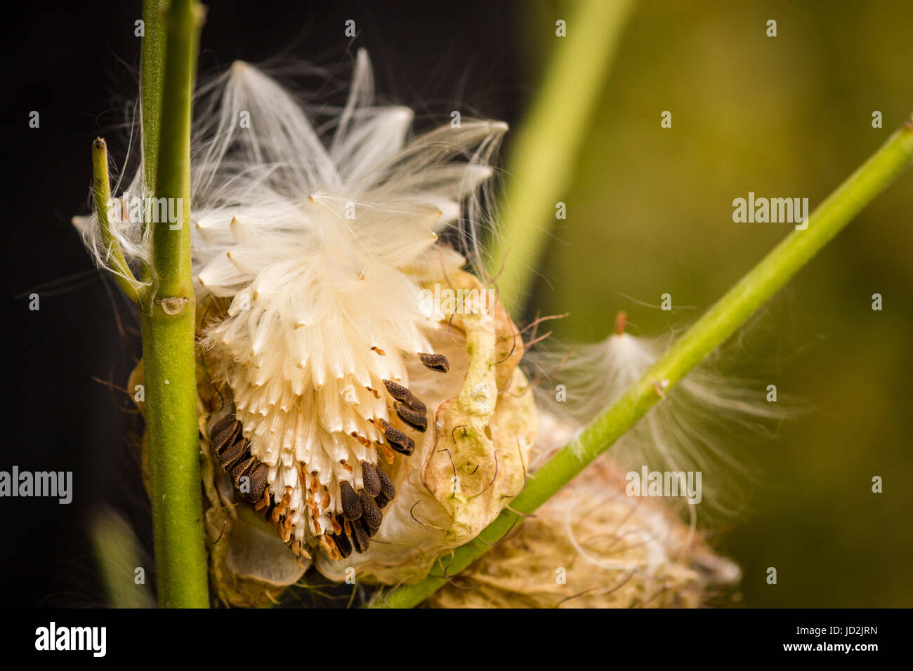 Open pod of swan plant seeds (Gomphocarpus physocarpus Stock Photo Alamy