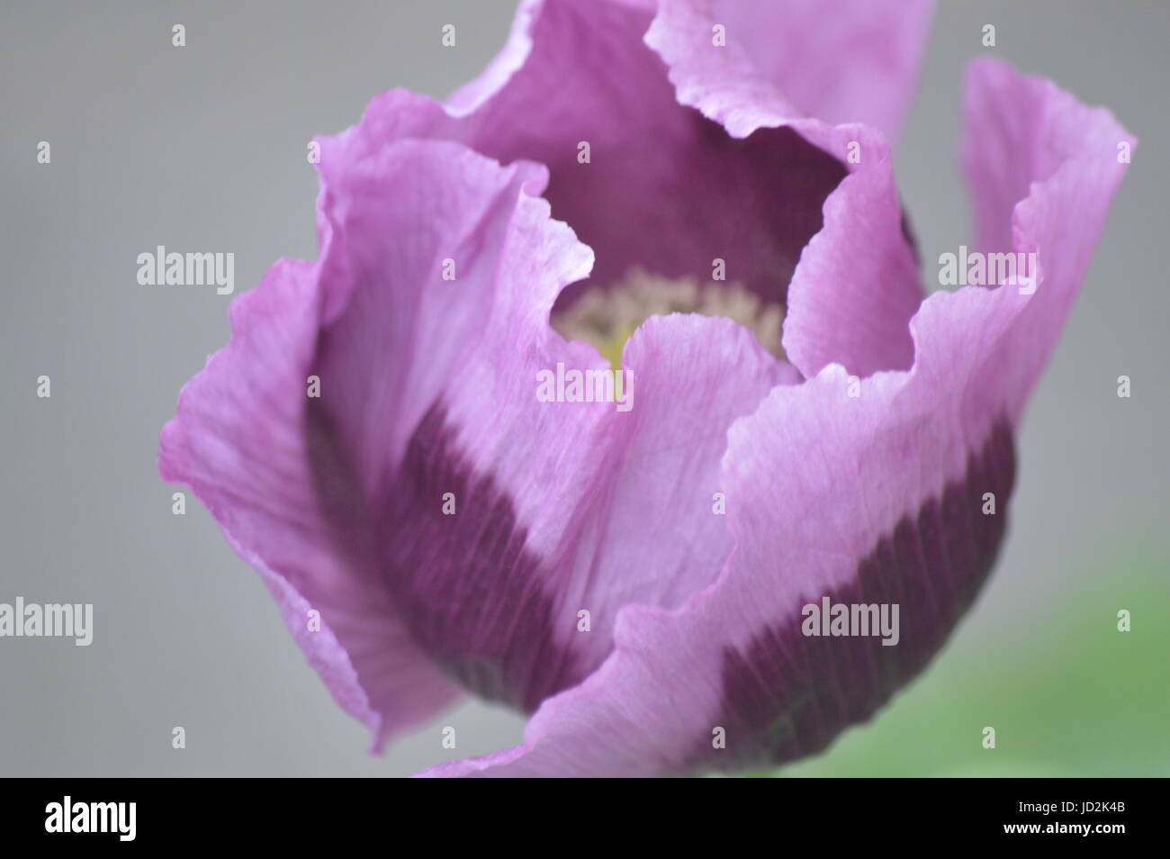 A purple poppy Stock Photo