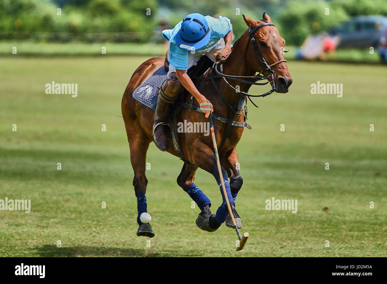 Polo-Player,Pferd,Horse,Polo,Players, action, activity, animal, badge, ball, black, boots, club, compete, competition, design, emblem, equestrian, equ Stock Photo