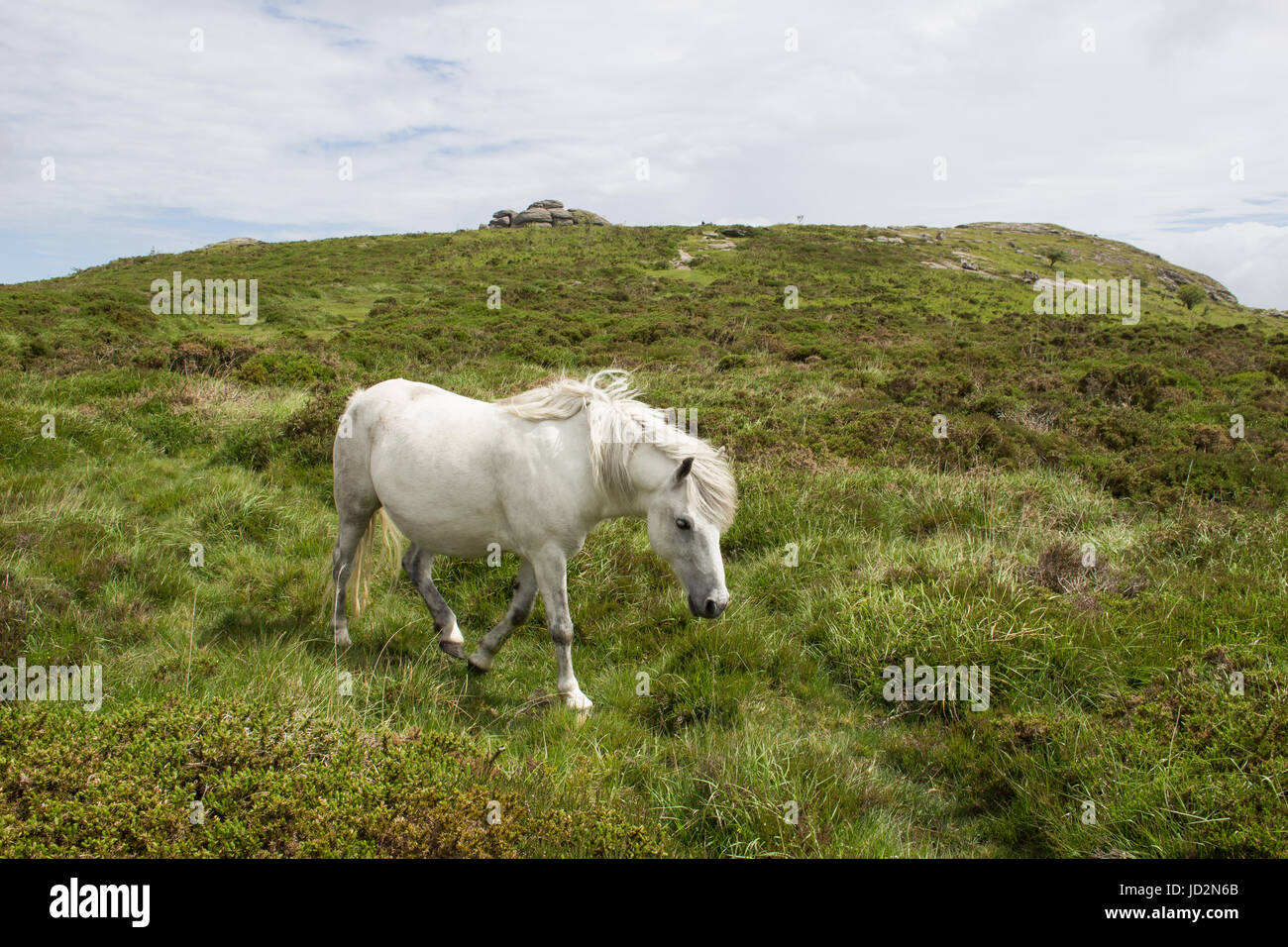 Wild grey pony near Saddle Tor on Dartmoor Devon Stock Photo