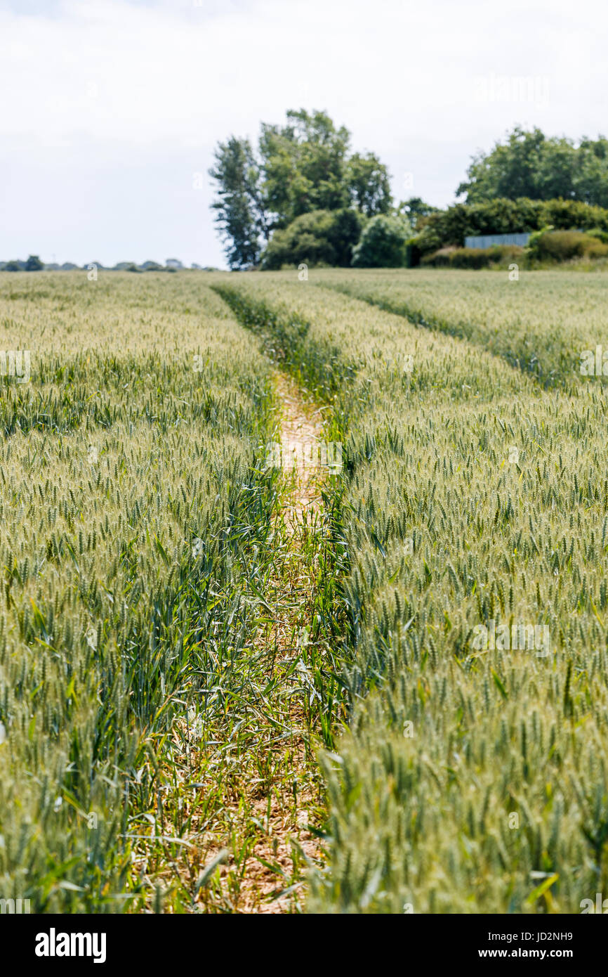 Agriculture: vehicle tracks in a field of wheat, Bosham, a village on the south coast in the Chichester district of West Sussex, southern England, UK Stock Photo