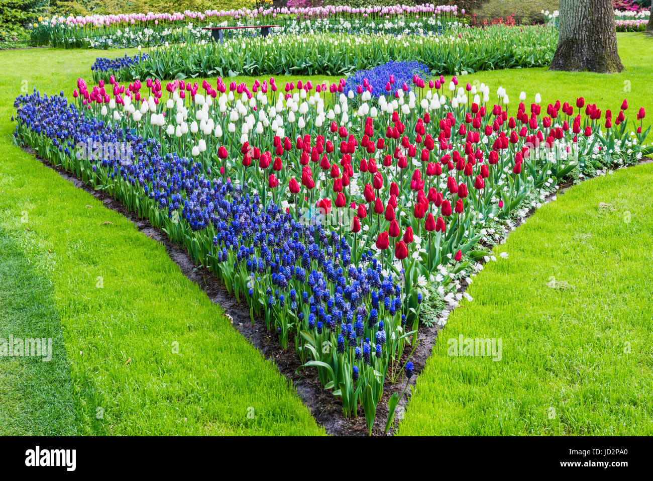 Flower garden with multi-colored tulips and Grape Hyacinths in bloom, Keukenhof Gardens Exhibit, Lisse, South Holland, The Netherlands Stock Photo