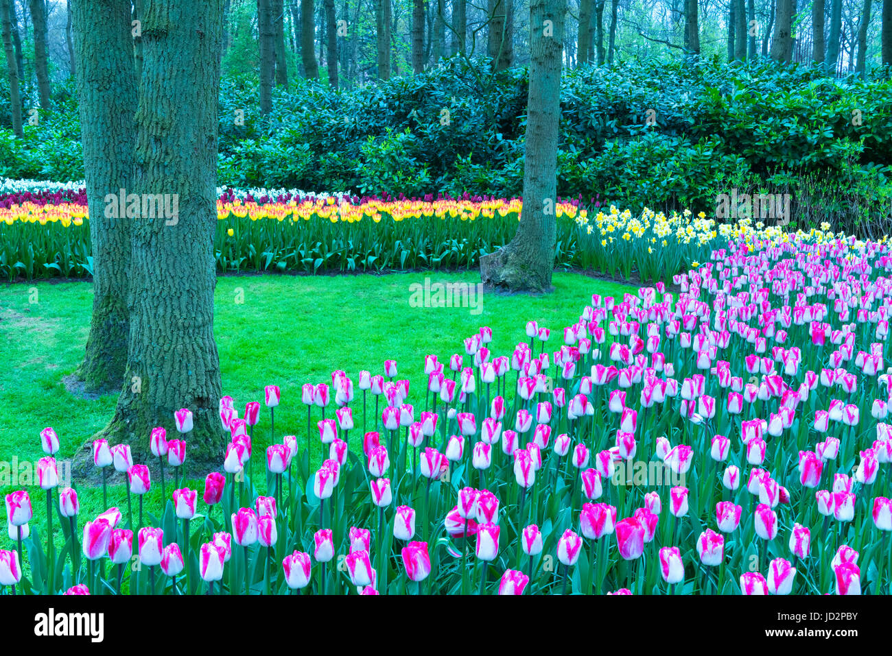 Rows of multi-colored tulips in bloom, Keukenhof Gardens Exhibit, Lisse, South Holland, The Netherlands Stock Photo