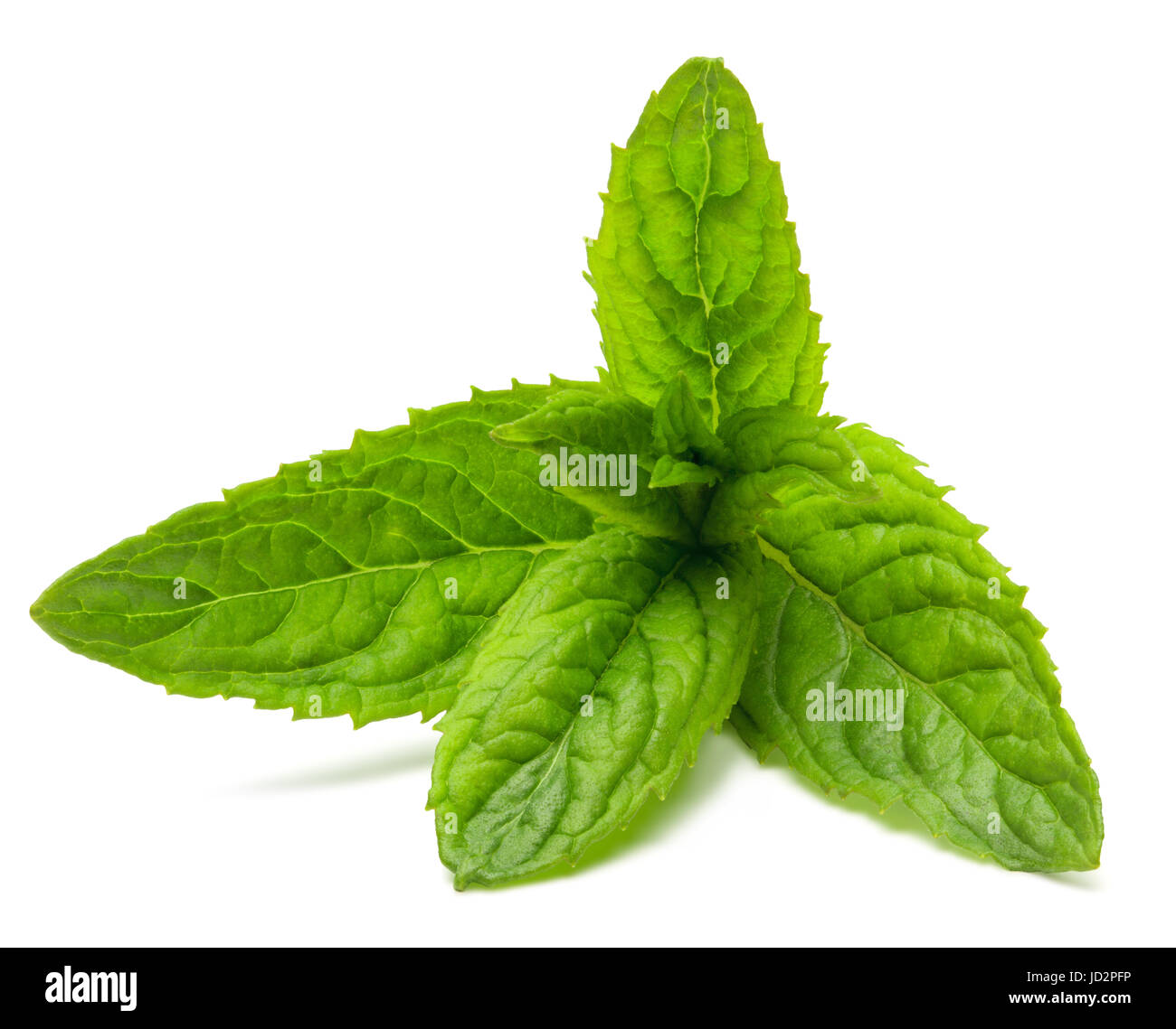 Fresh peppermint leaves isolated on the white background, clipping path