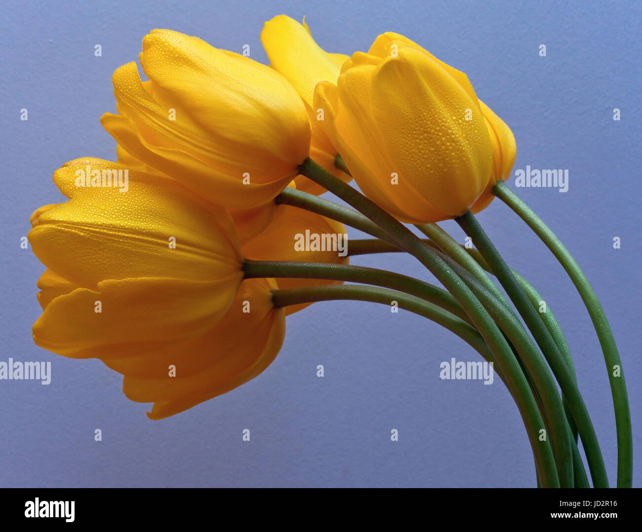 Bunch of fresh yellow tulips Stock Photo - Alamy