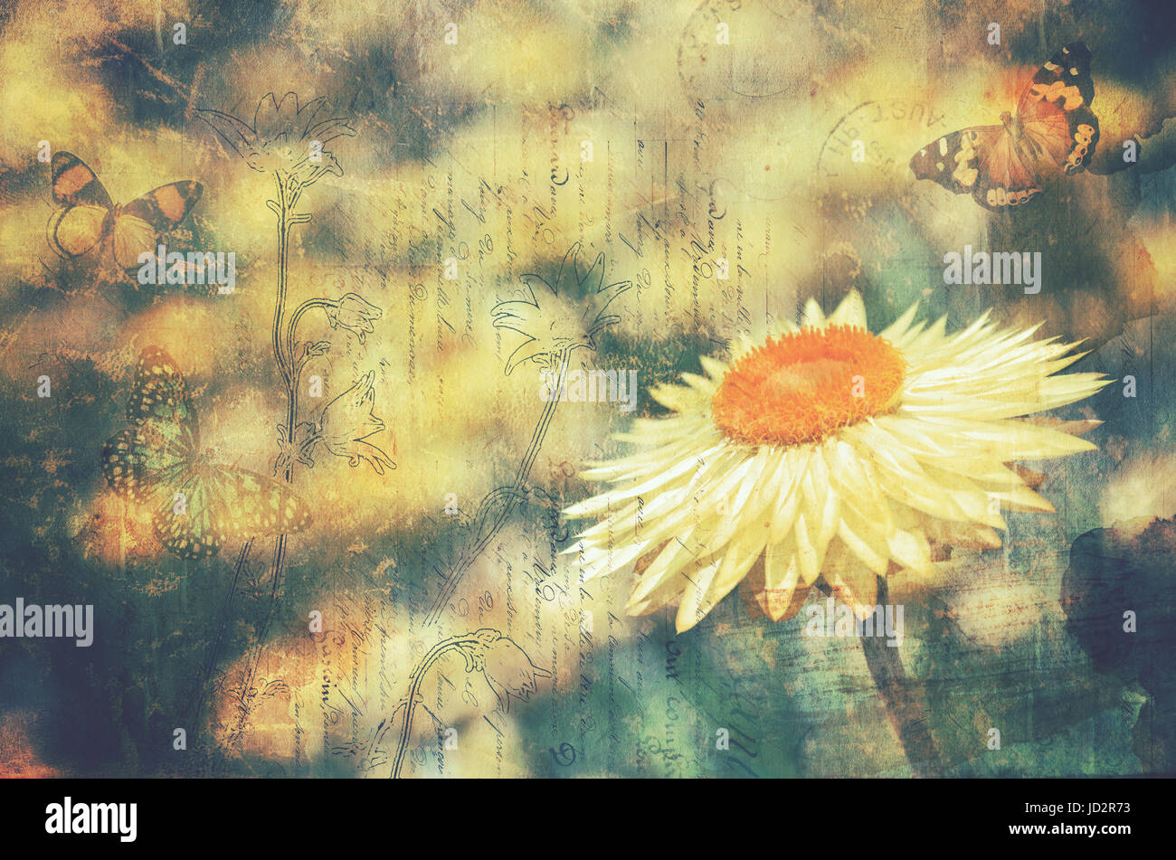 Vintage textured Everlasting Daisy and butterflies. Postcard style background with copy space for text. Stock Photo