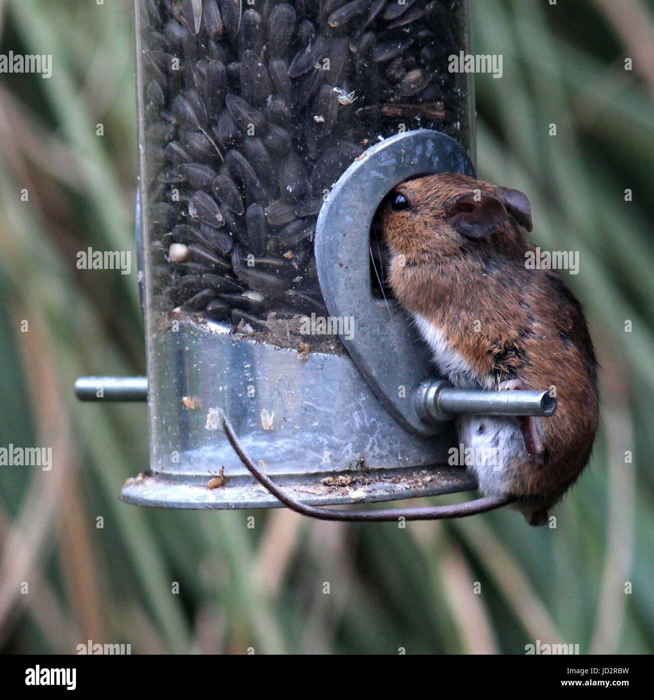 Wood mouse Stock Photo