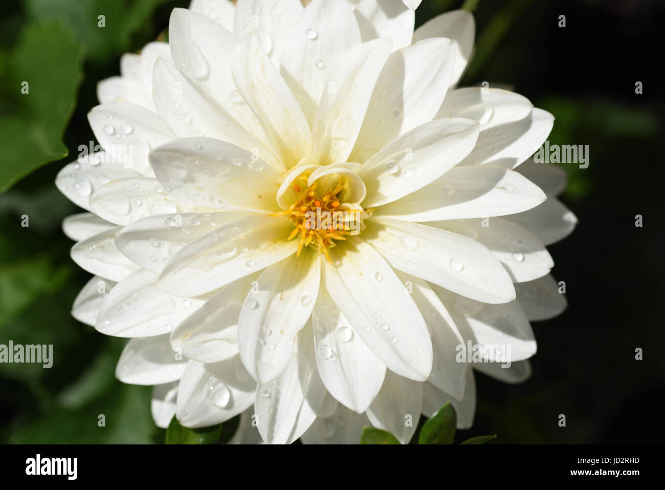 White dahlia shining in the afternoon sunshine Stock Photo