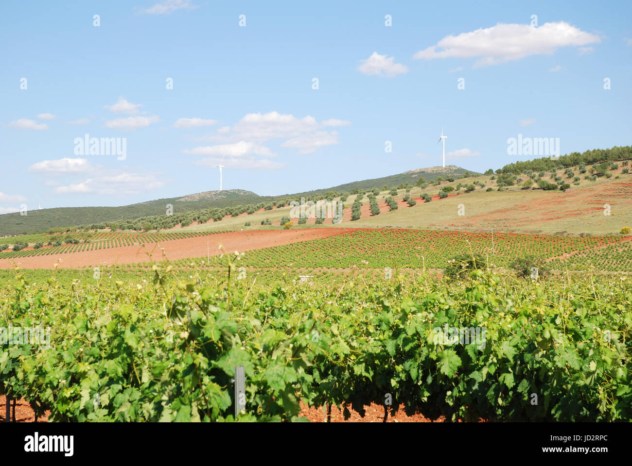 Vineyard and olive groves. Valdepeñas, Ciudad Real province, Castilla La Mancha, Spain. Stock Photo