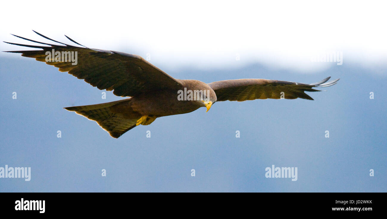 Predatory bird in flight. Kenya. Tanzania. Safari. East Africa. Stock Photo