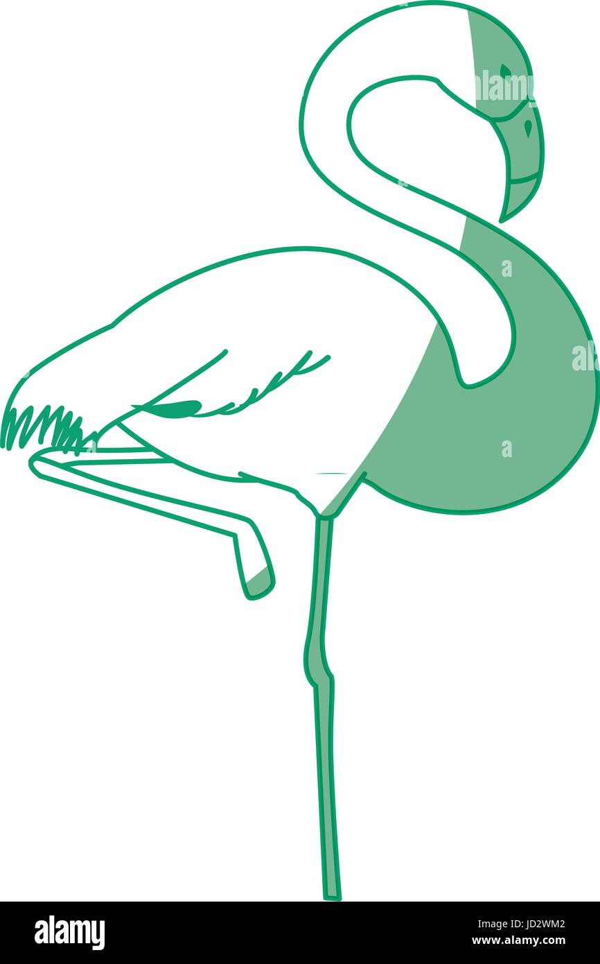 flamingo exotic bird Stock Vector Image & Art - Alamy