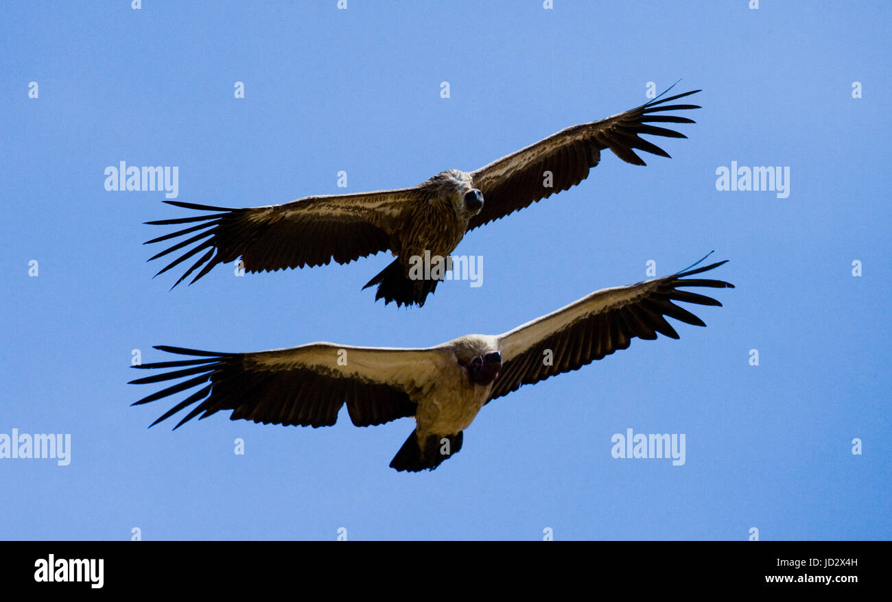 Predatory birds in flight. Kenya. Tanzania. Safari. East Africa. Stock Photo