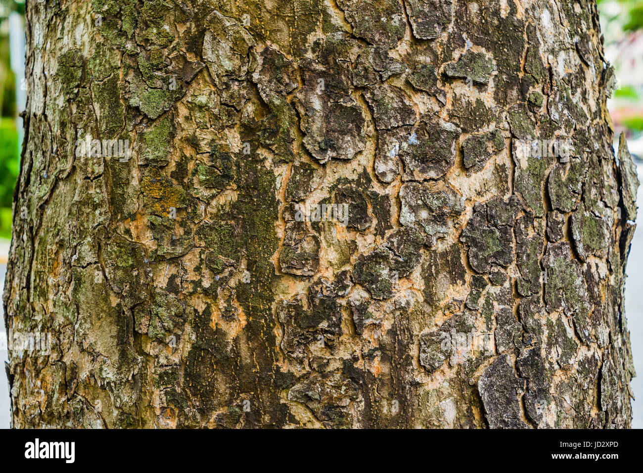 Green moss on the tree, Old Grey Bark Tree texture background Stock Photo