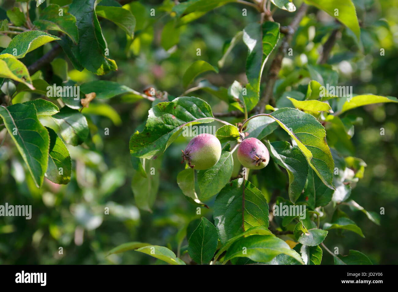 Apfel Frucht im Wachstum, direkt nach der Blüte am Baum Stock Photo