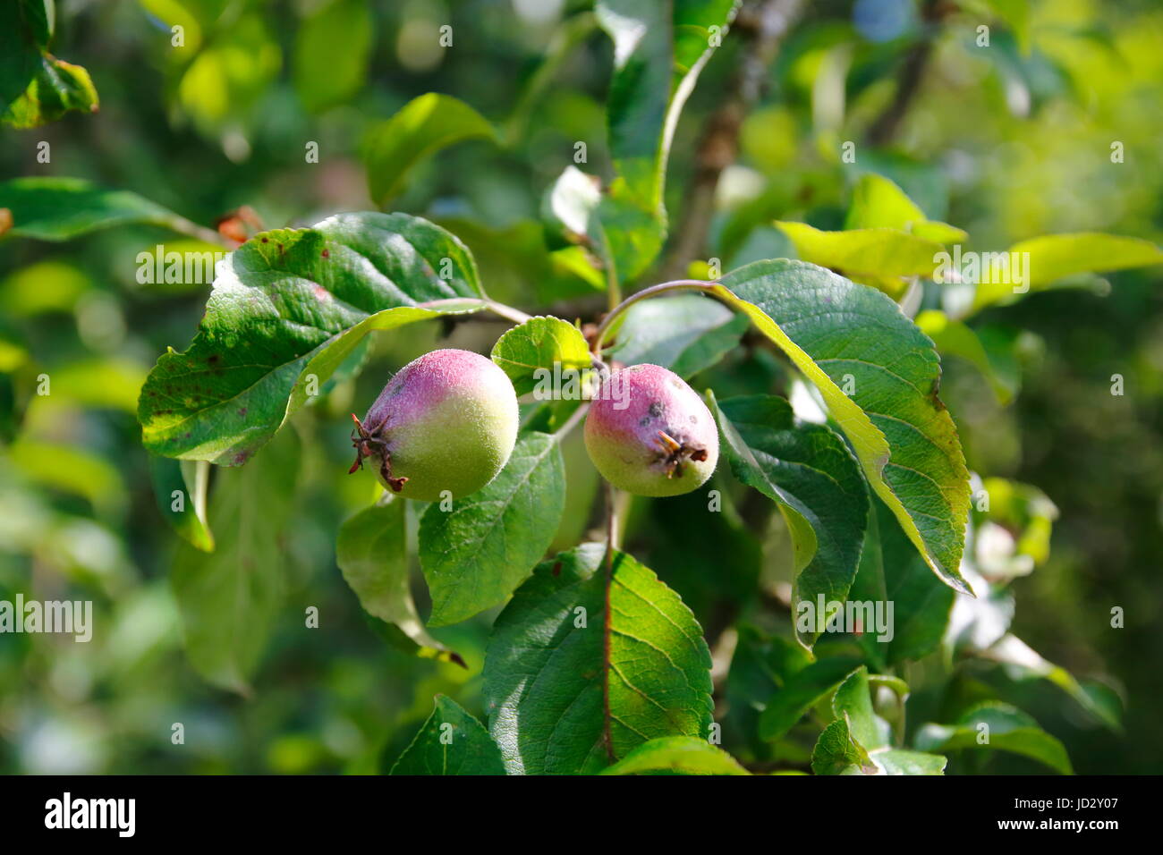 Apfel Frucht im Wachstum, direkt nach der Blüte am Baum Stock Photo