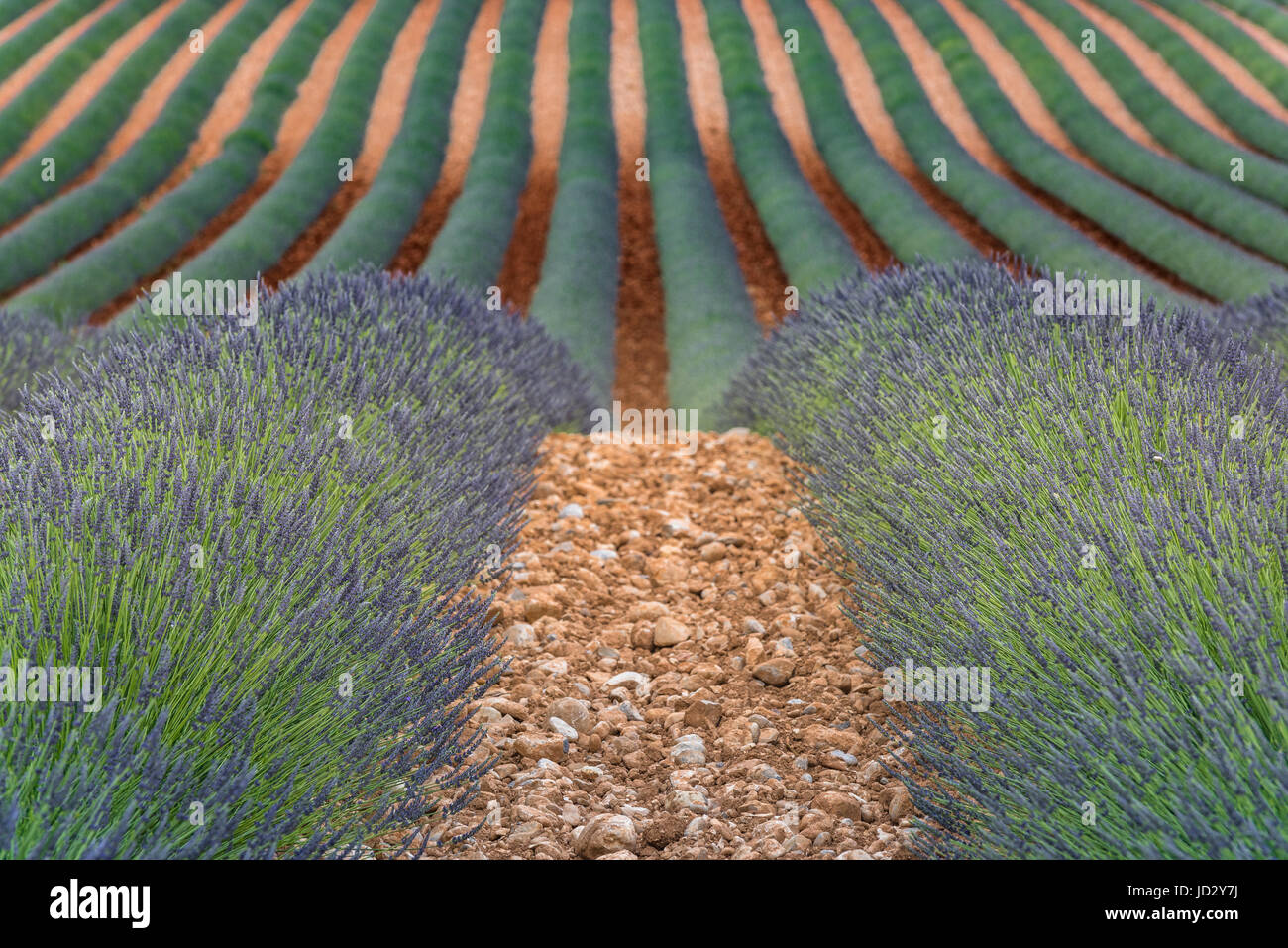 Download Lavender Field Under Peach Dusk Skies Wallpaper