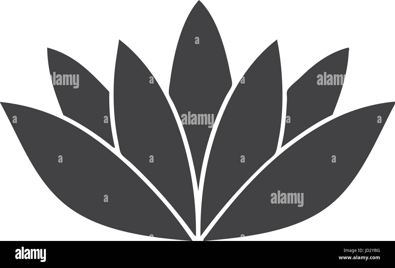 vector illustration of lotus flower isolated on white background Stock ...